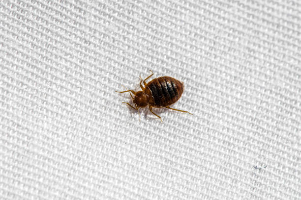 Bedbugs: How to Identify And Get Rid of Them