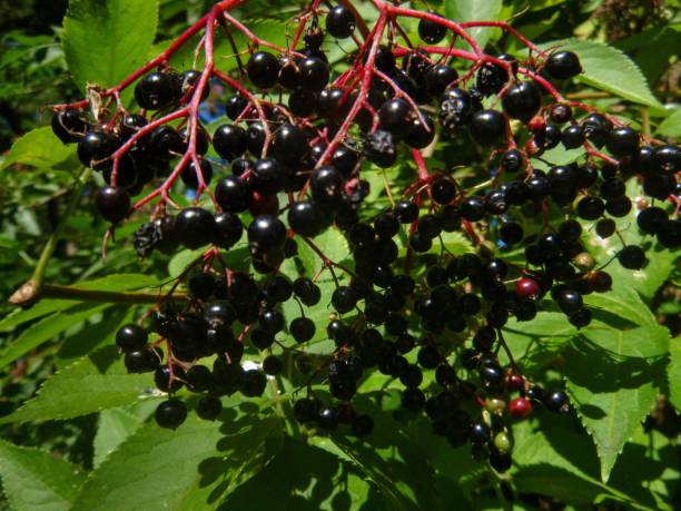 Best Elderberry Gummies For Your Immune Support