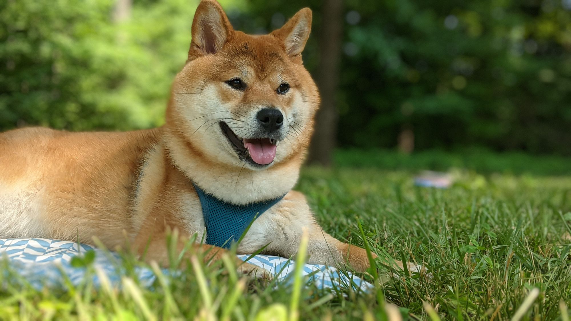 probiotics for dogs