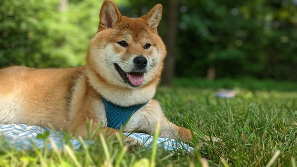 probiotics for dogs